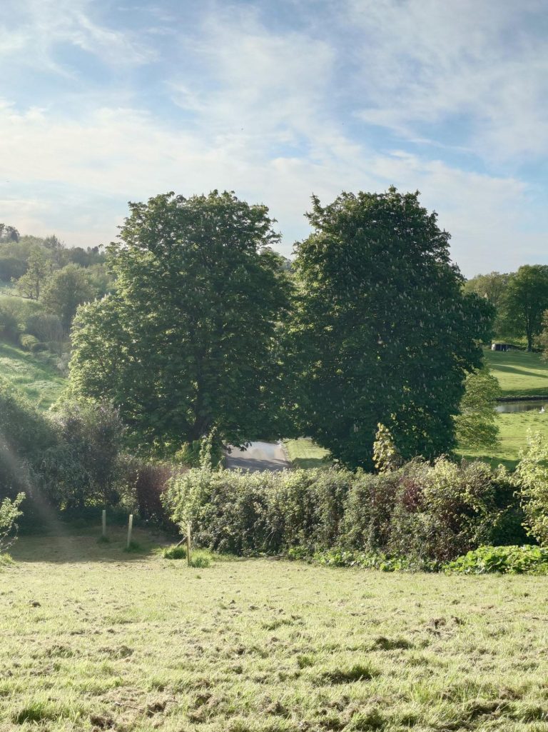 Landscape with fields and trees